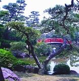 Bridge through Bonsai - 36