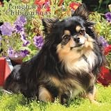 Chihuahuas, Longhaired 2009 Square Wall Calendar