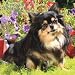 Chihuahuas, Longhaired 2009 Square Wall Calendar