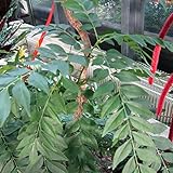 カレーの木3号ポット 2株セット[南洋サンショウ・カレーリーフ・アジアンスパイス]