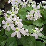 Fanny Shamrock 10 Bulbs - Large White Flowers - Oxalis