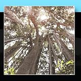 Looking Up