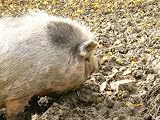 H�ngebauchschwein Mauspad (312)