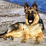 German Shepherds 2007 Calendar