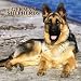 German Shepherds 2007 Calendar