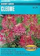 Cleome Seeds Cherry Queen 140 Seeds