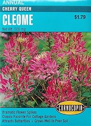 Cleome Seeds Cherry Queen 140 Seeds