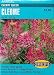 Cleome Seeds Cherry Queen 140 Seeds