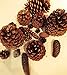 2 Pound Box Assorted Natural Pine Cones