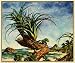 1933 Print Caribbean Air Plants Tillandsia Bromeliad Lizard Landscape Scenery - Original Color Print