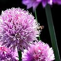 Chives 4 Plants - Hardy Perennial - Easy to Grow!