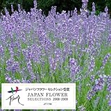 耐暑性ラベンダー：長崎ラベンダー城南1号3号ポット2株セット