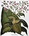 Photographic Prints of BOTANY TOBACCO PLANT. (Nicotiana tabacum) in flower. Engraving for Basilius from Granger Art on Demand