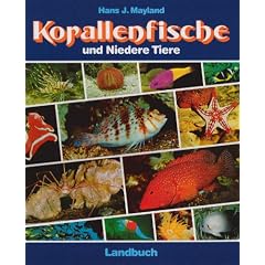 Korallenfische und Niedere Tiere