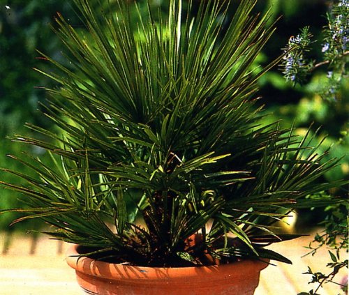 Zwergpalme, Chamaerops humilis, 1 Pflanze Preisvergleich