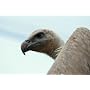 Sigma 120-400mm F4,5-5,6 DG OS HSM Objektiv (77mm &hellip von Sigma