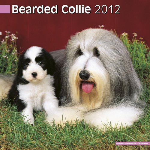 Bearded Collie 2012 Wall Calendar #10013-12