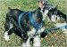 Adjustafit Harness Blue - Medium fits necks 12 in. - 18 in. and chests 17 in. - 29 in.