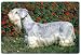 Cesky Terrier Cutting Board