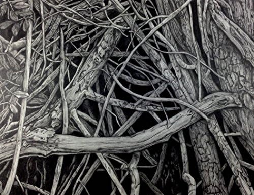 "Mangrove III" Drawing by Dawn Rosendahl ~Original Pencil Drawing