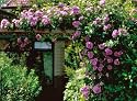 Climbing Angel Face Rose By Collections Etc