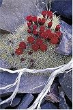 Claret Cup Cactus, Death Valley National Park - Sierra Club Boxed Holiday Cards