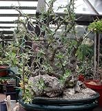 Adam's Tree 10 Seeds - Fouquieria-Rare Succulent/Bonsai