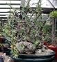 Adam's Tree 10 Seeds - Fouquieria-Rare Succulent/Bonsai