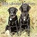 Labrador Retrievers, Black 2006 Calendar