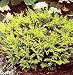 Vintage Gold Cypress - Chamaecyparis - Outdoors or Bonsai Vintage Gold Cypress - Chamaecyparis - Outdoors or Bonsai