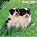 Border Collie Puppies 2007 Wall Calendar