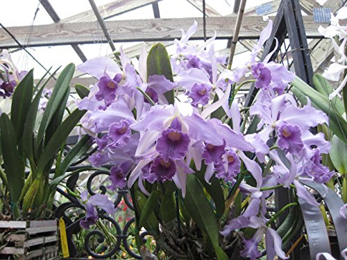 Lc. Canhamiana fma.coerulea Lc. Canhamiana fma.coerulea