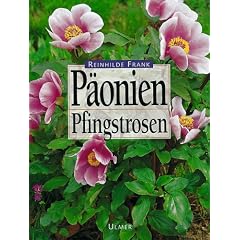 P�onien. Pfingstrosen