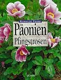 P�onien. Pfingstrosen