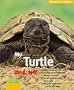 My Turtle and Me