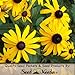 500 Seeds, Black-Eyed Susan (Rudbeckia hirta) Seeds by Seed Needs