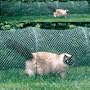 Kittywalk Outdoor Net Cat Enclosure for Lawns