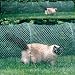 Kittywalk Outdoor Net Cat Enclosure for Lawns