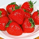 国華園　いちご苗　とよのか　10株