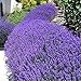 Lavande vraie 100 graines