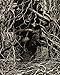 Paul Strand: The Garden at Orgeval