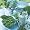 www.spargelsalat.com - Zellt.Serv. 33x33 Spargel gr�n
