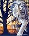 Wild Spirit White Bengal Tiger Animal Wildlife Picture Art Print