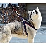No-Pull Dog Leash Harness, ARIKON Adjustable and Heavy Duty Denim Dog Training Walking Leash Collar for Large Dog
