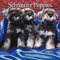 Schnauzer Puppies 2007 Calendar