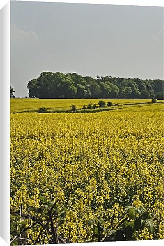 Canvas Prints of Field of oil seed rape from Country Life Canvas Prints of Field of oil seed rape from Country Life