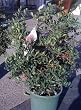 Red Elf Dwarf Pyracantha One Gallon Plant