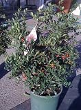 Red Elf Dwarf Pyracantha One Gallon Plant
