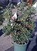 Red Elf Dwarf Pyracantha One Gallon Plant