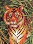 Junior Paint By Number Set Tiger